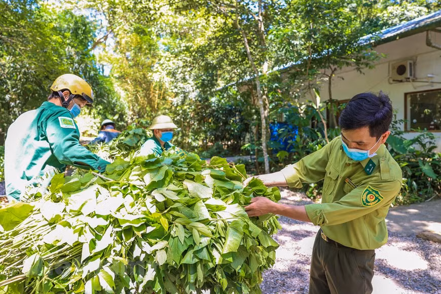 Pour contribuer à la conservation des ressources génétiques des espèces sauvages rares et précieuses du Vietnam, les vétérinaires du Centre de sauvetage des primates en danger de Cuc Phuong ont volontairement décidé de quitter la vie confortable des grandes villes pour vivre dans la forêt, au milieu de la nature et travailler auprès de ces animaux. Les primates sont soignés et surveillés par plus de 29 vétérinaires, techniciens et experts vietnamiens et étrangers. Parmi eux, certains sont attachés à ce centre depuis 28 ans. Il y a aussi les jeunes qui viennent de sortir de l'école et commencent à y travailler depuis quelques mois. 