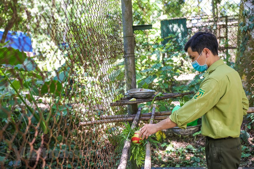 Chaque espèce de primate a un menu différent. Alors, il n'est pas facile d'établir un menu quotidien pour elle. De plus, M. Tran Quang Phuong a également révélé que les primates ici étaient nourris d'une manière très spéciale. La nourriture est placée dans des boules, des trous dans les arbres pour que les primates apprennent à trouver de la nourriture. Les primates doivent instinctivement chercher, puis trouver et obtenir leur propre nourriture avant d’être retournées dans la nature. On peut dire que le travail de la « nounou » ici est très dur lorsqu'il s'agit de préparer la nourriture pour les primates et de prendre soin et de contrôler régulièrement leur santé. 