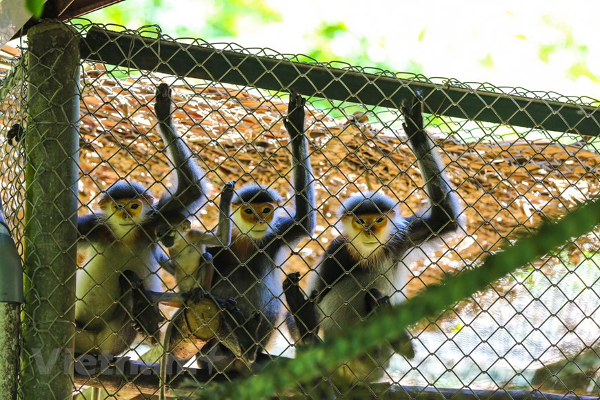 Selon Do Van Lap, directeur adjoint du Parc national de Cuc Phuong, à côté du sauvetage des primates pour prendre soin de ces animaux. Après une période de rétablissement, nous cherchons à les lâcher dans la nature dans des zones adaptées. Dans les temps à venir, le Parc national de Cuc Phuong continuera à effectuer le sauvetage et la conservation d'espèces sauvages rares et menacées. Le parc ainsi que le Centre de sauvetage des primates en danger continuent de se coordonner avec les garde-forestiers à travers le pays pour recevoir des animaux sauvages qui sont chassés et commercialisés illégalement pour les sauver, les soigner puis les relâcher dans la nature dans le but de contribuer à la conservation de la biodiversité au Vietnam. 