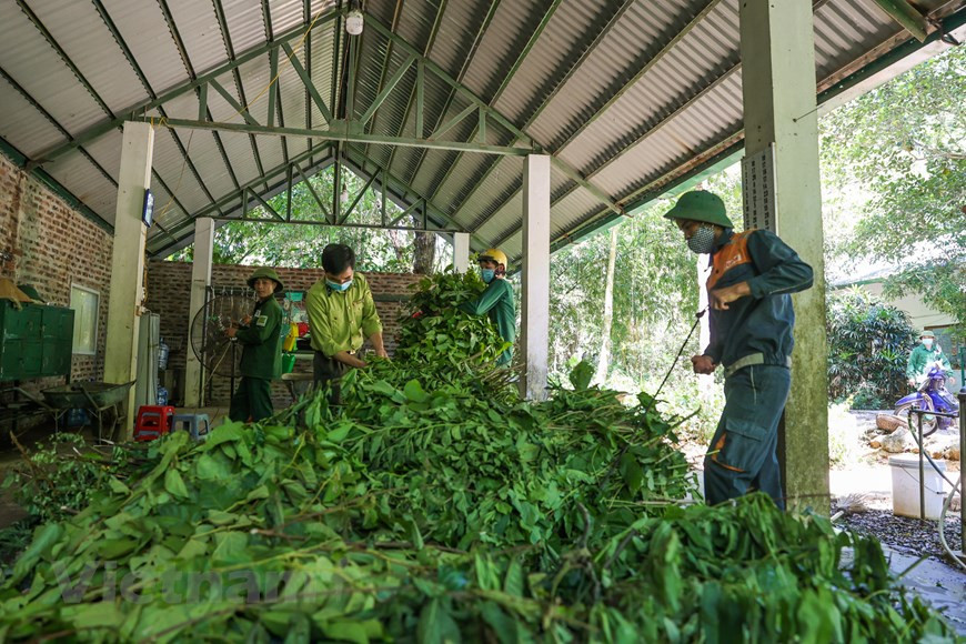 .La nourriture des primates est essentiellement des feuilles au goût amère, âcre et résineuses comme celles des figues, des flamboyants, des longanes... Chaque jour, les primates mangent de 300 à 400 kg de feuilles, appartenant à plus de 100 espèces d'arbres. Les vétérinaires cherchent cette source de nourriture dans la zone de forêt plantée et la zone de restauration écologique. Le jardin botanique, pépinière avec plus de 360 espèces, est le lieu de préservation des ressources génétiques rares et précieuses de la forêt de Cuc Phuong, et du Vietnam en général. Tous les jours, avant 8 heures, les vétérinaires préparent la nourriture pour les primates selon les menus et des portions clairement établies.