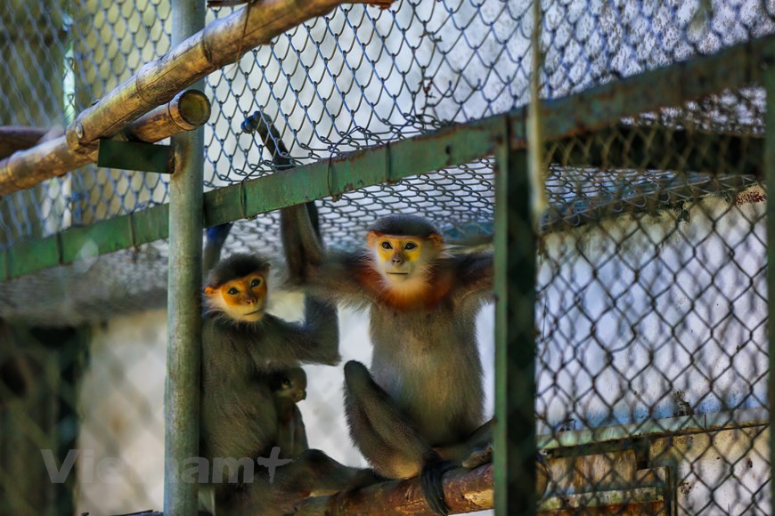 La plupart des primates ici sont des preuves des affaires de commerce illégal d'espèces sauvages qui ont été saisies par des garde-forestiers. De nombreux individus sont dans un état de blessures très graves. Cependant, après seulement un certain temps de soins, la plupart des primates ont progressivement récupéré leur santé. Chaque espèce de primate a une caractéristique différente mais toutes sont en commun très amicales avec leurs « nounous », c'est-à-dire les personnels vétérinaires qui s'occupent d'elles jour et nuit. Pour l’heure, le Centre de sauvetage des primates en danger de Cuc Phuong comprend 29 cadres et employés qui sont chargés de soigner ces animaux sauvages. 