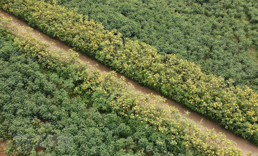 Les chemins menant aux villages dans les Hauts Plateaux du Centre sont inondés des tournesols sauvages. 