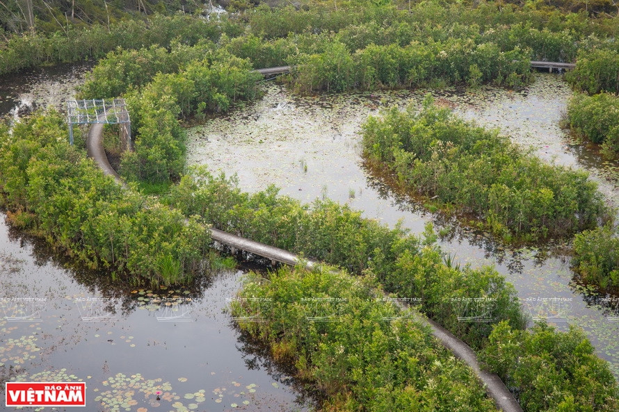 La voie traversant la forêt Melaleuca dispose d'une largeur de 1 m et d'une longueur d'environ 5 km, aidant les visiteurs à explorer la forêt de mangrove à pied dans la zone touristique du village flottant de Tan Lap.