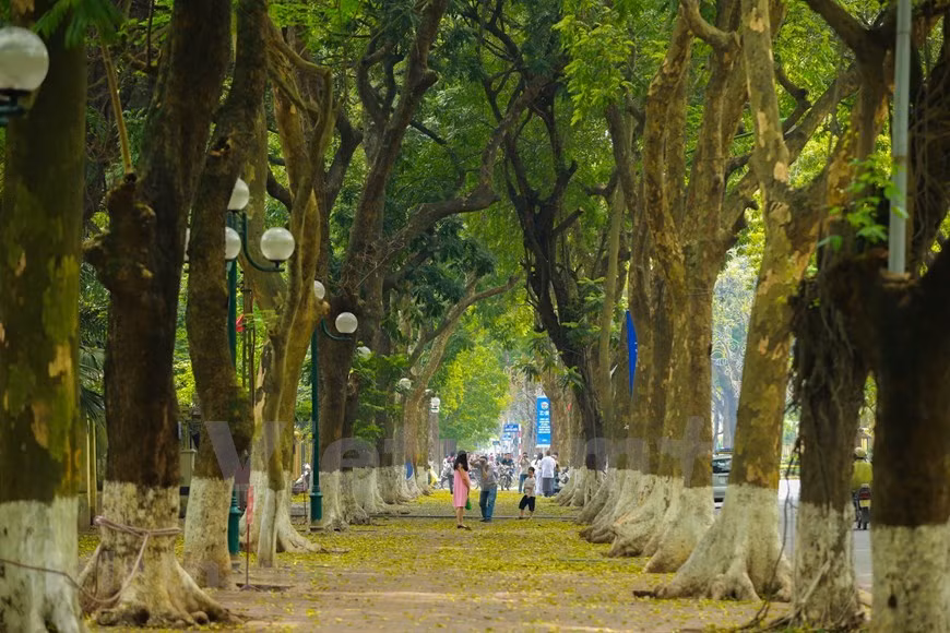 La section médiane de la rue Phan Dinh Phung est Bac Mon (la porte Nord) - la seule parmi des 5 portes de la citadelle impériale de Thang Long qui a survécu à ce jour. En 1998, les archéologues ont trouvé ici de nombreuses reliques de citadelle des dynasties précédentes à une profondeur de 1,66 à 2,2 m. Sur le mur aujourd'hui, il y a encore les impacts de deux boulets de canon tirés par les Français le 25 avril 1882 lorsqu'ils ont attaqué le Tonkin pour la deuxième fois. Etant l'une des plus belles rues de Hanoï, Phan Dinh Phung attire de nombreux touristes. En venant ici, ils peuvent non seulement admirer l'architecture ancienne unique, mais aussi être immergés dans un espace verdoyant. 