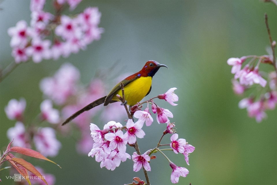 Hút mật họng vàng Aethopyga gouldiae (male) est un oiseau coloré, avec un ventre jaune, un dos et des joues rouges, un cou et une tête violets, et une longue queue. 