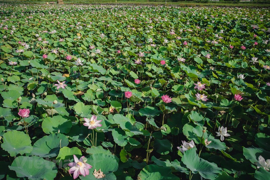 La saison du lotus dans l’étang près de la grotte Mua, à Ninh Binh, commence fin mai et dure jusqu'à l'automne. Les fleurs de lotus sont à leur meilleur entre juin et septembre, alors que l'automne frappe à la porte. Les lotus en fleurs crée la différence pour le paysage de la grotte Mua en été. C'est une option intéressante pour les touristes d’y venir prendre de belles photos. Des photos du lotus là-bas dont s'entichent les magazines de voyage. Si vous voulez capturer les plus belles images avec les lotus tout près de la grotte Mua, y venez tôt dans la matinée. Photo: VietnamPlus