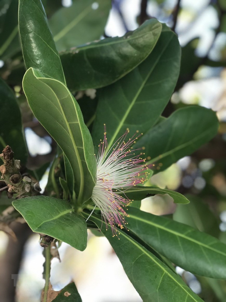  Les fleurs du badamier de l'Inde sont un symbole de vitalité verte et de la longévité intense de la flore de l'archipel de Truong Sa. Photo: VNA