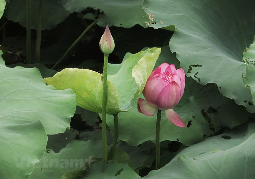 Bach Diep est une précieuse variété de lotus de Hanoï. Nous vous invitons de déguster une théière de lotus au bord d'un étang de cette fleur cultivée entièrement de manière biologique, à plus de 40 km du centre de la capitale. 