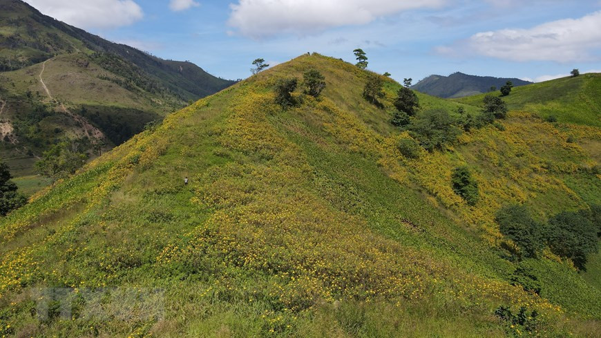 Les tournesols sauvages s’éclosent sur les collines et les sommets des Hauts plateaux du Centre.