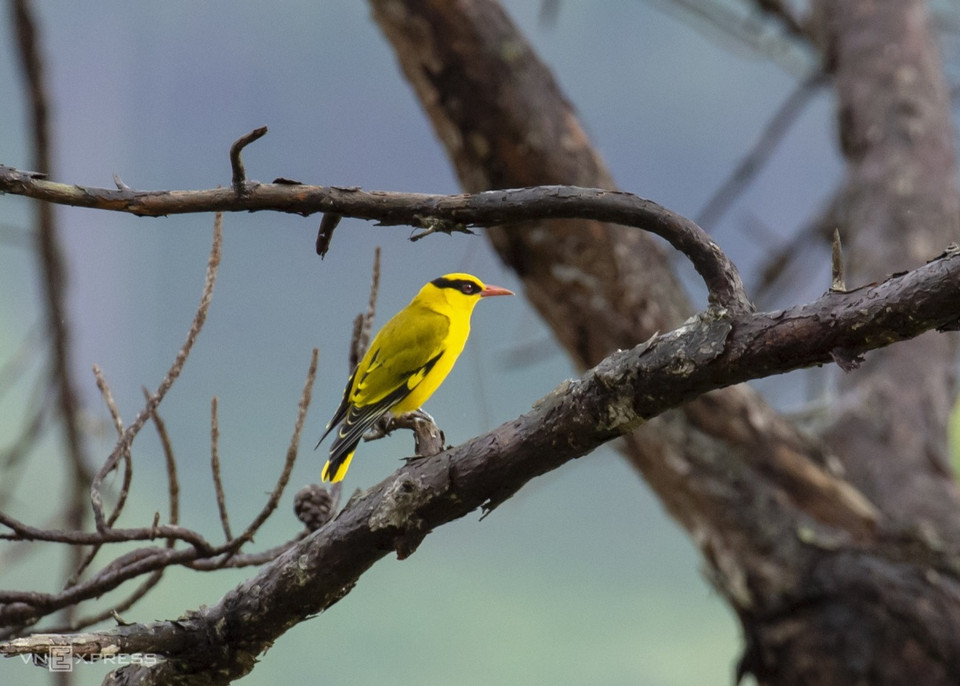 Le lac Tuyen Lam, le village de Dat Set sont les endroits idéaux pour observer de nombreux beaux oiseaux tels que Vàng anh mỏ cong (Oriolus tenuirostris) (photo), Sáo sậu - Black-collared Starling - Gracupica nigricollis… Ces oiseaux vivent dans les forêts de pins, des arbustes au bord du lac.