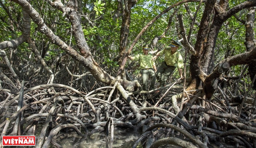  Le parc national de Con Dao dispose d’écosystèmes forestiers et maritimes diversifiés, abritant des animaux rares. Photo : VietnamIllustré/VNA
