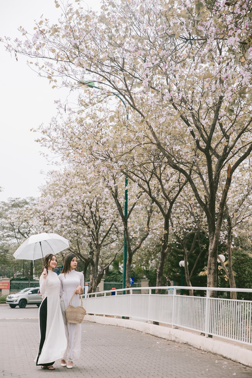 Il y a dans la région du Nord-Ouest une fleur magnifique qui n’éclot qu’aux mois de février et de mars. Considérée par les Thaï et les Tày comme la reine des fleurs, la bauhinie symbolise, pour eux, la pureté des sentiments amoureux. Ces jours-ci, non seulement les forêts et les montagnes dans le Nord-Ouest du pays, plusieurs rues de Hanoï sont aussi recouvertes de fleurs de bauhinie. D’une hauteur de deux à six mètres, l’arbre a une écorce grise et verruqueuse. Les fleurs, regroupées en racèmes axillaires, sont de couleur violette, blanche et rouge, à quatre pétales de forme ovale, et délicieusement parfumées. Plusieurs poèmes ont glorifié la beauté de cette fleur comme celle des jeunes filles de la montagne. Photo : Vietnam+ 