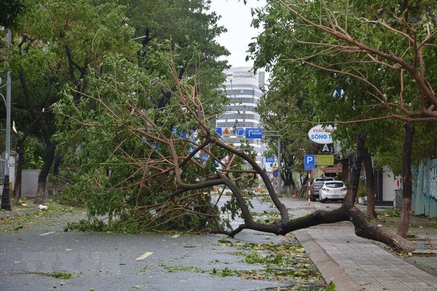 Le typhon Noru laisse dans son sillage des arbres abattus. Photo: VNA