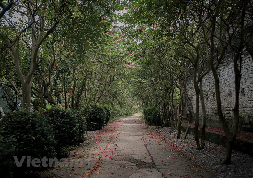Ce petit arbre érigé a une écorce grise et marron, lui donnant un aspect un peu marbré, qui se desquame ; pour mettre en valeur ce tronc, l'arbuste est parfois conduit en tige. Ses feuilles caduques, opposées, oblongues, obovales, mesurent 4 à 8cm de long, elles sont de couleur bronze lorsqu'elles sont jeunes avant de devenir vert foncé, puis prennent de belles couleurs rouge bronze à rouge feu à l'automne. De longues grappes de fleurs de 2 à 3cm de diamètre, en panicules de 10 à 20cm de long, se forment de juillet à septembre, avec des pétales froissés aux couleurs vives et brillantes : rose, rouge, violet, ou blanc. Photo: Vietnamplus