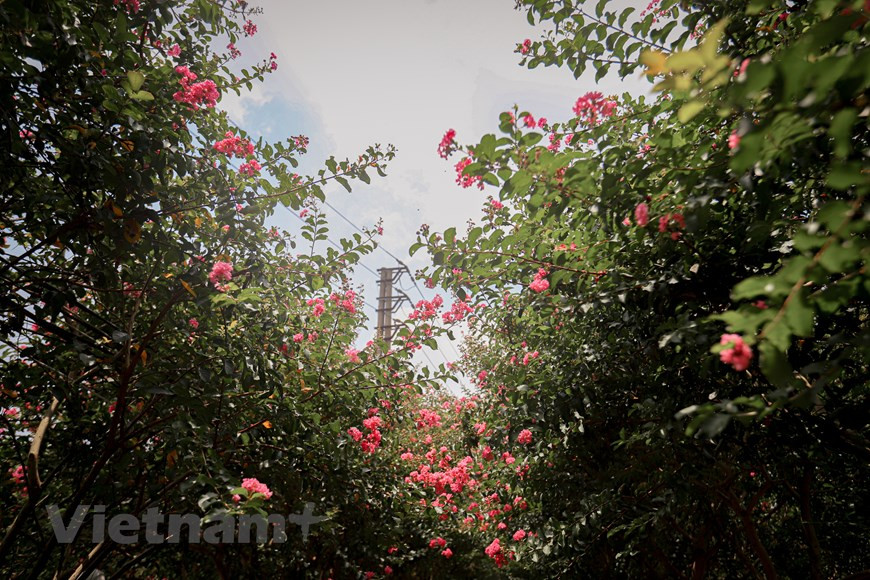 Les Hanoïens vous le diront, à chaque saison sa fleur. Le printemps est marqué par la beauté radieuse de la fleur de pêcher. À l’arrivée du Têt traditionnel (Nouvel An lunaire), le village horticole de Nhât Tân, arrondissement de Tây Hô, voit fleurir violettes, glaïeuls et autres dahlias. Mais ce sont les pêchers qui ont le plus la cote. Ils attirent des foules de jeunes, qui n’ont qu’une idée en tête : se faire photographier auprès d’un pêcher en fleurs. Car au Nord, cet arbre, avec sa floraison précoce, est le messager du printemps. Au Sud, c’est l’abricotier qui a droit à ce privilège. Photo: Vietnamplus