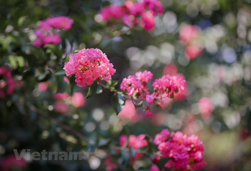 Au Nouvel An lunaire, qui marque traditionnellement le passage de l’hiver au printemps, il est de tradition de décorer sa maison d’un pied ou d’une branche de pêcher, en fleurs bien sûr. Un gage de chance et de prospérité pour l’année qui débute. Contrairement au jaune vif de la fleur d’abricotier, la fleur de pêcher arbore un modeste rose foncé, qui s’apparente «à la beauté douce et charmante d’une jeune fille», disent les poètes. La fleur de pêcher a un avantage sur ses concurrentes, dans la mesure où elle peut fleurir même pendant les hivers rigoureux. Selon la tradition, la fleur de pêcher peut chasser tous les démons et apporter aux gens une vie de paix et de bonheur. Photo: Vietnamplus