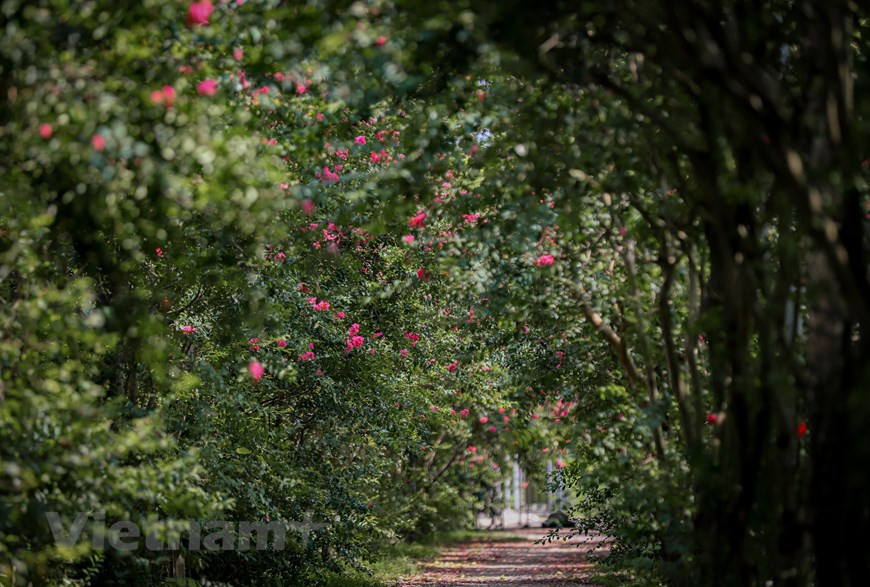 Le mois de mai est le moment où les Cassia fistula fleurissent à de nombreux coins de rue à Hanoi, notamment dans les rues comme Lê Trong Tân, Nguyên Dinh Thi, Lac Long Quân et autour du lac de l’Ouest. Cassia fistula a pour noms communs cassier, faux séné, faux caroubier, douche d’or, averse dorée, arbre de pluie dorée, casse, canéfier ou encore cytise indien. Les arbres sont couverts d’une abondante floraison jaune, où les feuilles sont à peine visibles. Les fleurs sont produites en grappes pendantes de 20 à 40 cm de longueur, voire 60 cm, garnies de nombreuses fleurs. Photo: Vietnamplus