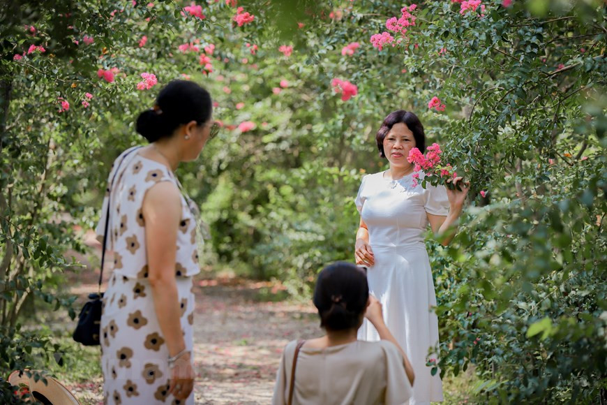 Ces derniers jours, le Jardin botanique du Vietnam dans le district de Thanh Tri, à Hanoï, a attiré des centaines de visiteurs, venus pour se prendre en photo avec des fleurs de lilas des Indes. Les rayons lumineux du soleil d'automne pénètrent le feuillage des lilas des Indes, créant de très beaux angles. Le ticket d'entrée coûte 50.000 dongs. Par ailleurs, le comité de gestion du Jardin fournit également d’autres services tels que la location de costumes, de vélos, de bateaux... avec des prix allant de 20.000 dongs à 50.000 dongs. Il est encore possible de louer les services de photographes sur place si besoin. Photo: Vietnamplus