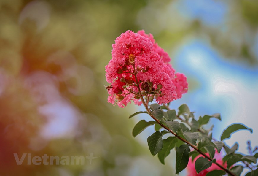 Depuis peu, la floraison des bauhinies égaie certaines rues de Hanoï, notamment la rue Bac Son. Les bauhinies s’épanouissent vers la fin de février et en mars dans la région de Nord-Ouest. Les bauhinies, plante emblématique de cette région, sont en pleine floraison à flanc de forêts, de montagnes et le long des sentiers menant aux villages de Diên Biên Dông, Muong Chà, Tuân Giao et Tua Chua dans la province de Diên Biên. Considérée par l’ethnie Thai comme la reine des fleurs, la bauhinie symbolise l’amour et la fidélité. La fleur est aussi belle qu'une fille Thai : une beauté éblouissante, rustique et humble; une beauté sauvage mais séduisante ...Photo: Vietnamplus
