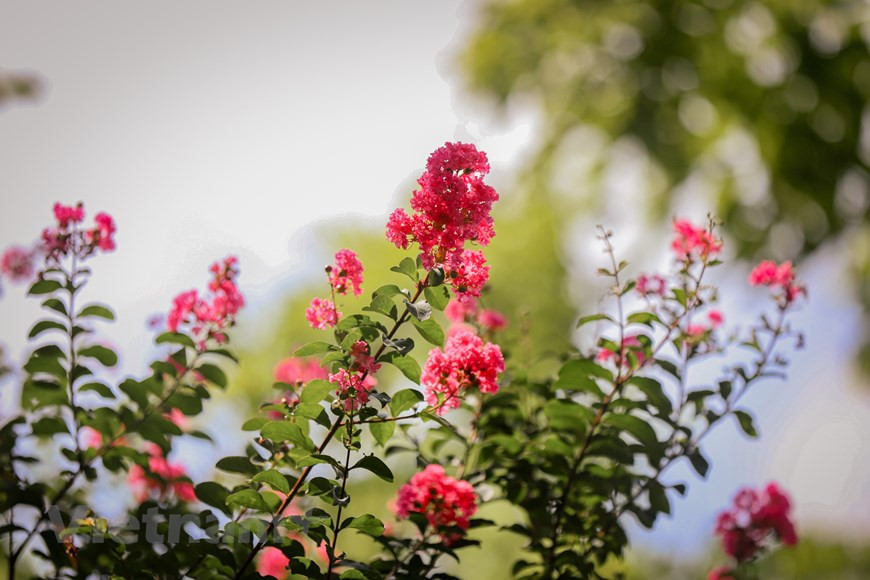 Le Jardin botanique du Vietnam dans le district de Thanh Tri, à Hanoï, compte environ 100 lilas des Indes de 13 à 15 ans, créant une scène merveilleuse, notamment dans la saison de floraison. La floraison des lilas des Indes peut durer jusqu’ à trois mois s’ils sont cultivés en nombre. Pour les arbres qui sont plantés seuls, leur floraison dure seulement un à deux mois. Chaque couleur des fleurs de lilas des Indes a un langage différent : le rouge symbolise le désir d'exprimer l'amour à quelqu'un ; le blanc représente l'amour pur et le rose est un aveu romantique et doux. Photo: Vietnamplus