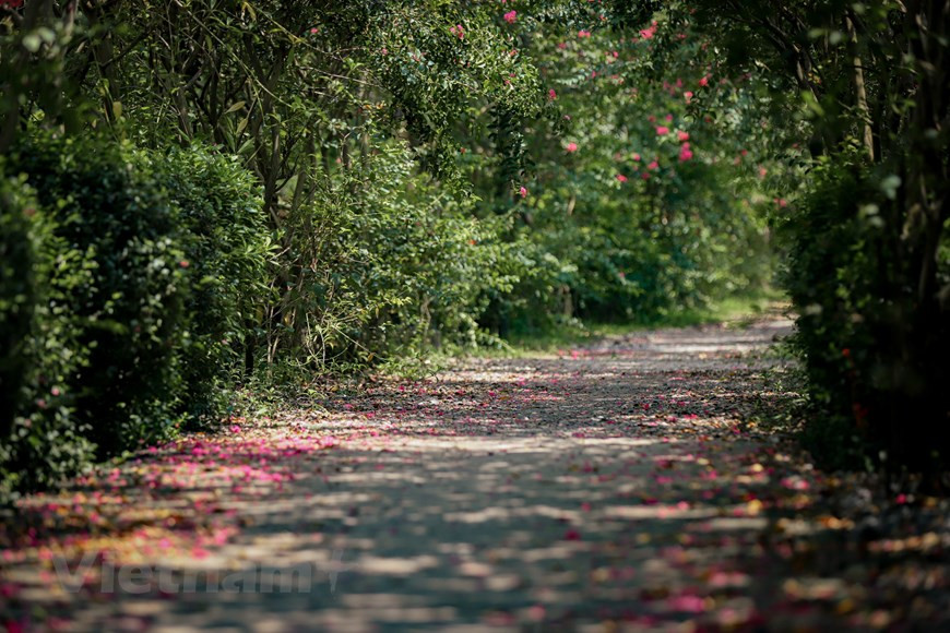 Les Hanoïens l’assurent : l’automne est la plus belle saison dans la capitale. Pas de pluie, températures clémentes, soleil généreux et agréable même au zénith. Le soir, le parfum des «fleurs de lait» (hoa sua) se répand dans toutes les rues. Cette fleur discrète est l’une des plus typiques de Hanoï. Elle provient de l’alstonia (Alstonia scholaris), un arbre planté un peu partout dans la ville, surtout dans les rues Nguyên Du, Quang Trung, Trân Hung Dao, Bà Triêu, Hàng Dâu, Thanh Niên, etc. Elle a inspiré des générations de poètes. Les arbres d’Alstonia scholaris prennent également part au charme de Hanoï, qui la distingue de toute autre ville du pays. Photo: Vietnamplus