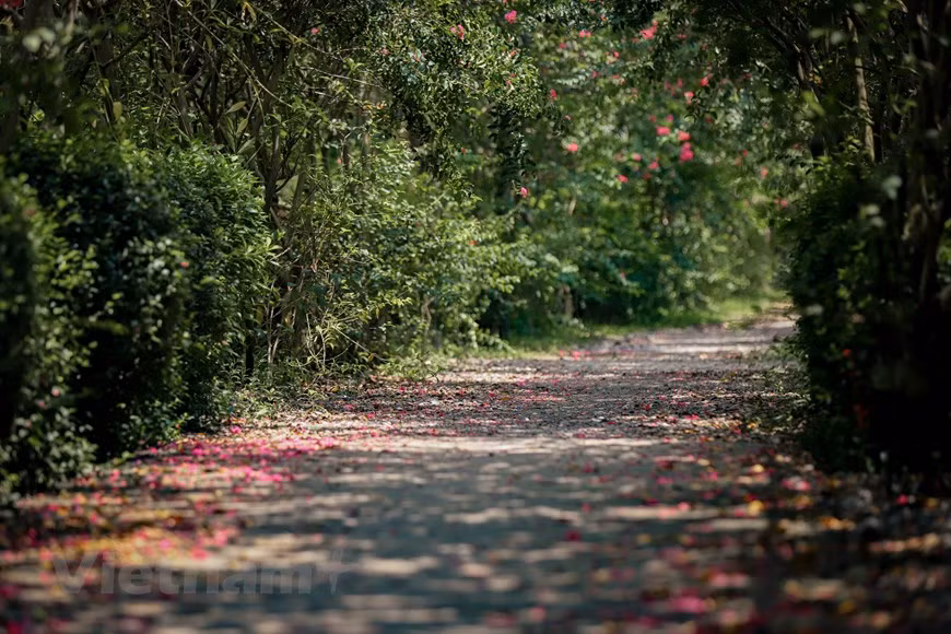 Les Hanoïens l’assurent : l’automne est la plus belle saison dans la capitale. Pas de pluie, températures clémentes, soleil généreux et agréable même au zénith. Le soir, le parfum des «fleurs de lait» (hoa sua) se répand dans toutes les rues. Cette fleur discrète est l’une des plus typiques de Hanoï. Elle provient de l’alstonia (Alstonia scholaris), un arbre planté un peu partout dans la ville, surtout dans les rues Nguyên Du, Quang Trung, Trân Hung Dao, Bà Triêu, Hàng Dâu, Thanh Niên, etc. Elle a inspiré des générations de poètes. Les arbres d’Alstonia scholaris prennent également part au charme de Hanoï, qui la distingue de toute autre ville du pays. Photo: Vietnamplus