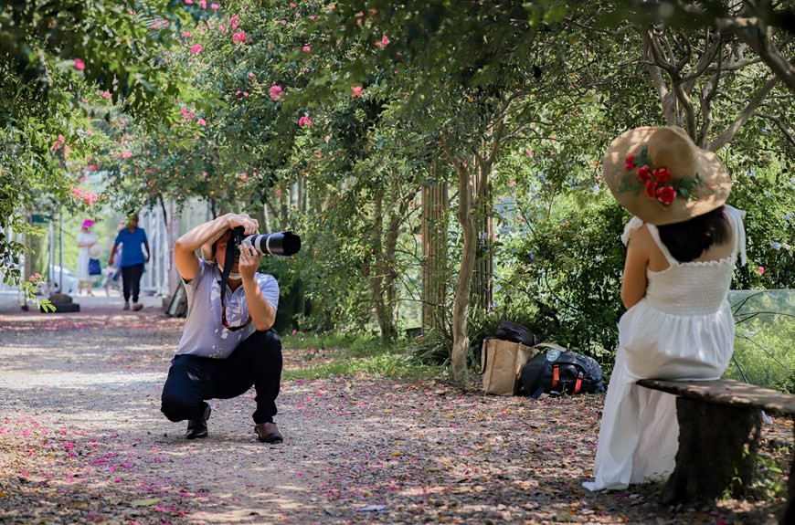 Autre fleur d’automne, le chrysanthème, qui signifie étymologiquement «fleur d’or». Elle est très appréciée car elle est censée porter chance et prospérité. Ici au Vietnam, elle embellit salons et balcons. La marguerite (cuc hoa mi), de la même famille que le chrysanthème, est une fleur plutôt rare. Chaque week-end, de nombreux Hanoïens se rendent dans les jardins de marguerites pour prendre de belles photos. En hiver, le climat, souvent rigoureux, n’empêche pas les Hanoiens de partir à la découverte des fleurs hivernales, surtout les tournesols sauvages (da quỳ) en novembre à Ba Vi et en décembre à Gia Lâm (en banlieue de la capitale). Photo: Vietnamplus