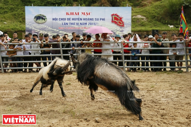 Un festival de combat de boucs se tient chaque année à Hoàng Su Phi. 