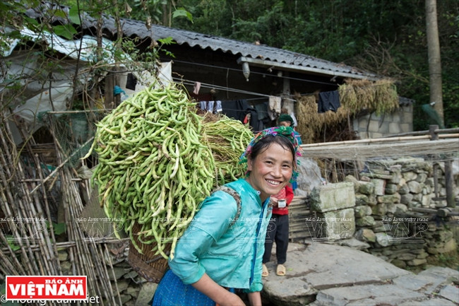 Une H’mông transporte des graines de soja sur son dos.