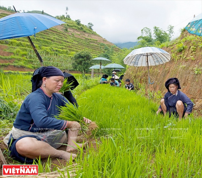Les H’mông préparent les plants de riz pour une nouvelle saison sur les cultures en terrasses. 