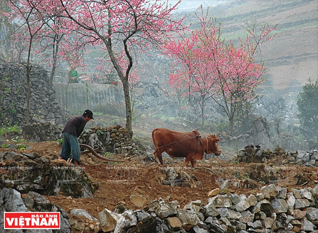 Un H’mông laboure ses terres à Dông Van.