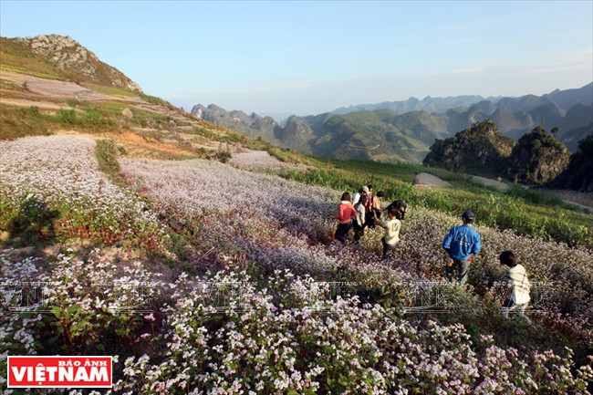 Champs de fleurs de sarrasin dans le district de Dông Van.