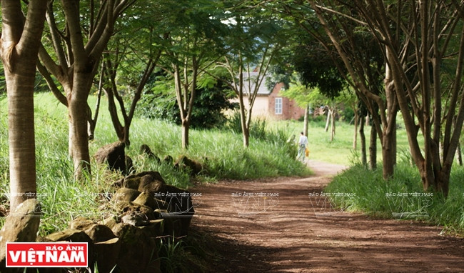  Un chemin ombragé par des rangées d'arbres à l'intérieur de la ferme laitière Dalat
