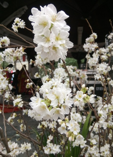 Les cerisiers en fleurs sont un symbole du Japon.