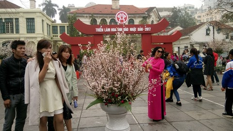 Cent-cinquante cerisiers, 7.000 branches de cerisier et plusieurs espèces de fleurs caractéristiques du Vietnam sont exposés jusqu’à ce soir 12 mars.