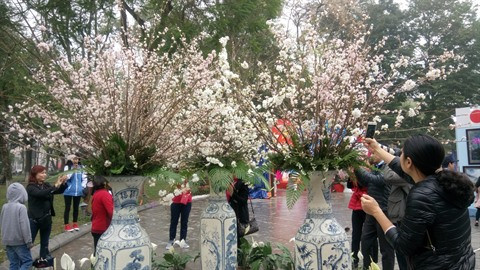 La fête des cerisiers en fleurs offre un superbe spectacle qui n’a pas manqué d’attirer la curiosité des Hanoïens.