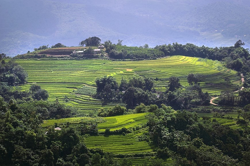 Des rizières en terrasses et forêts entre collines.