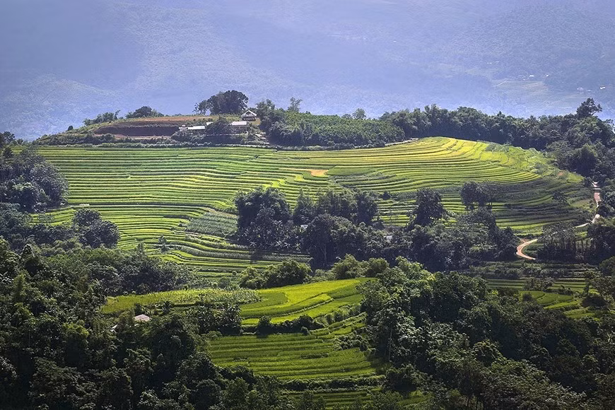 Des rizières en terrasses et forêts entre collines.