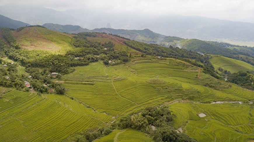 Des rizières en terrasse commencent au sommet et descendent jusqu'au pied de la colline, créant un paysage spectaculaire.