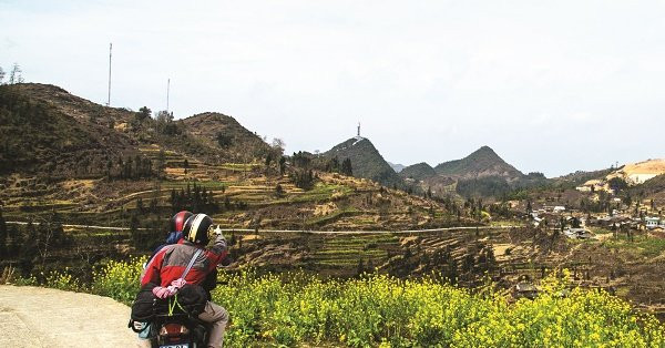 Les crucifères le long de la route menant à Lung Cu. 
