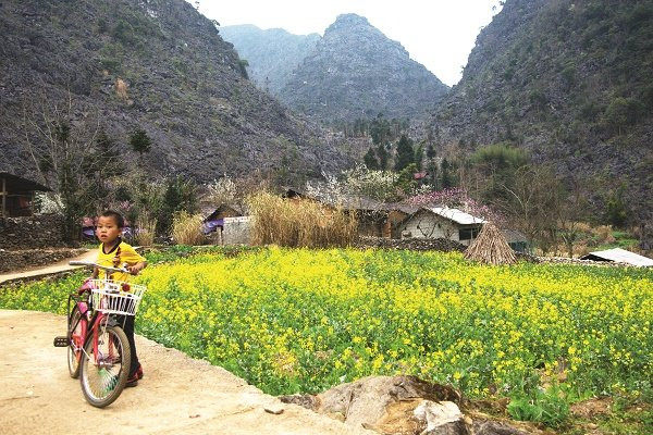 Les crucifères, pêchers et pruniers fleurissent partout sur le plateau. 