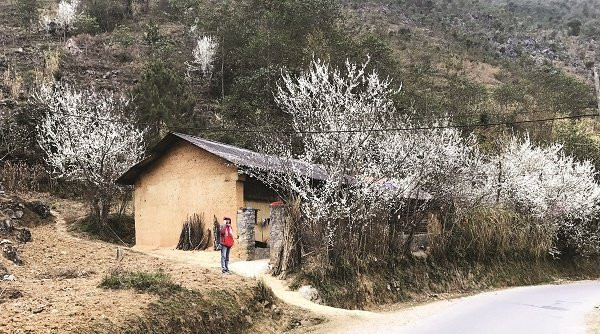 Pruniers en fleurs sous le porche d'une maison. Le printemps apporte un charme colorée à Ha Giang. 