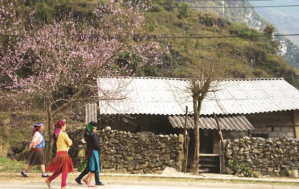 Des femmes H’Mong profitent des premiers jours du printemps. 