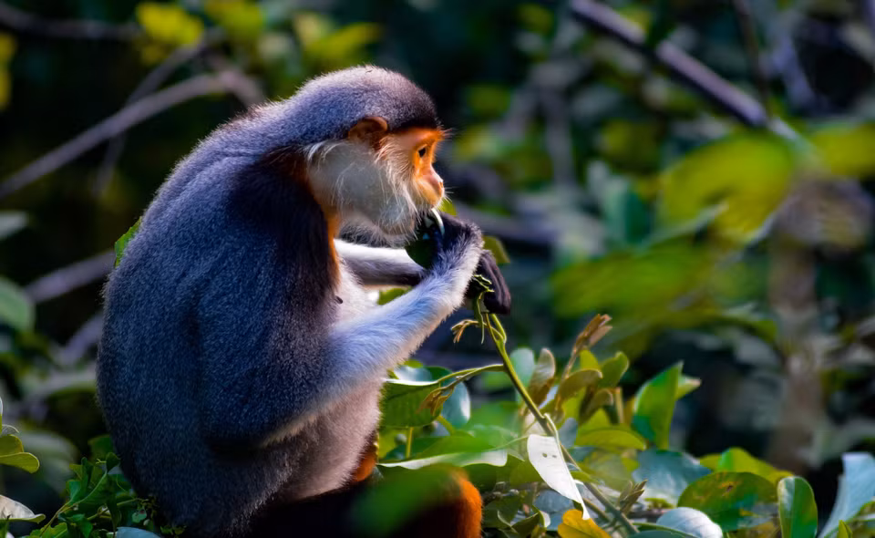 Le douc à pattes rouges appartient au groupe des singes phyllophages, mais il mange parfois des fruits ou des graines selon la saison. Photo: VNA