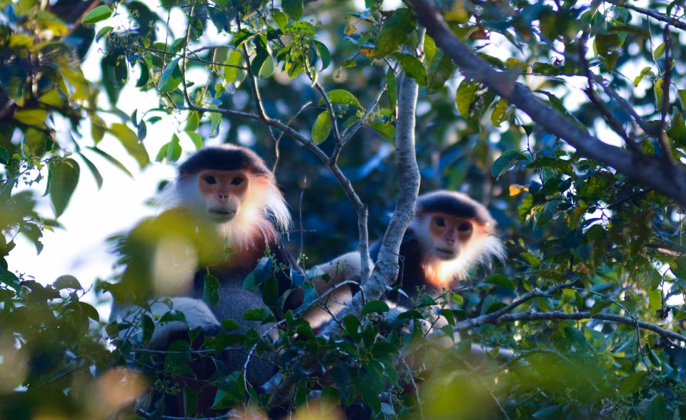 Les douc à pattes rouges vivent principalement dans les arbres. Les doucs vivent en familles avec seulement un mâle, 2 ou 3 femelles et des jeunes. Photo: VNA