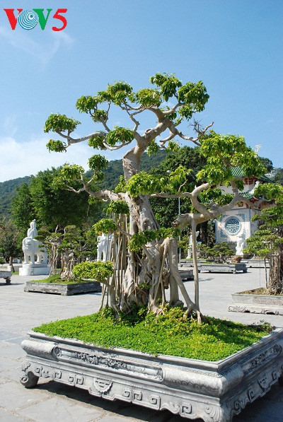 Aux yeux des touristes, les bonzaï de la cour de la pagode sont aussi spectaculaires que ceux d’un jardin royal.