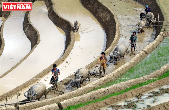Lorsque l’eau est suffisante dans les champs en terrasses, les Thai et les H’mông dans la vallée de Khau Pha commencent à travailler la terre. 