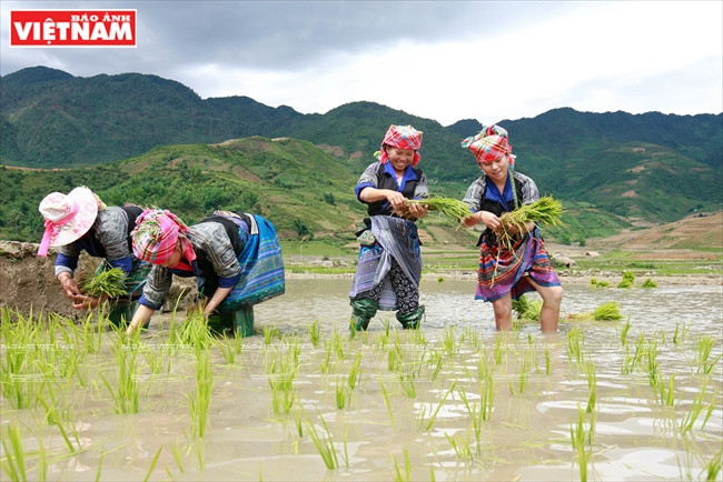 Atmosphère de travail enthousiaste sur les champs en terrasses.