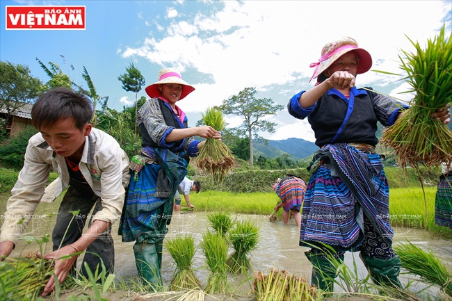 Une nouvelle riziculture commence chez les H’mông du hameau Lim Mông. 