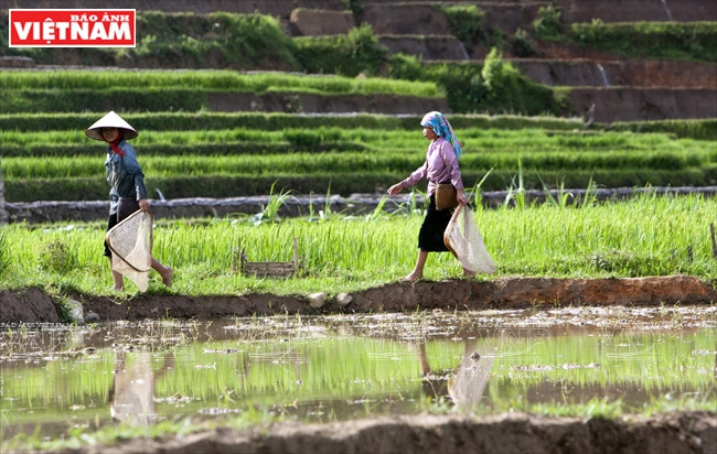 Lorsque l’eau est pleine dans les champs en terrasses, les enfants du hameau Lim Thai attrapent des poissons